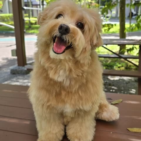 Photograph of the real Biscuit sitting outdoors